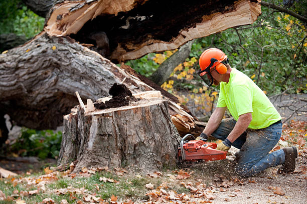 How Our Tree Care Process Works  in Walworth, WI